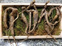 American Fresh Wild Ginseng Appalachian Mountain PANAX 100% Natural Organic Fresh Wild Ginseng Root 90g Pack (0.2 LBS, 50~60 Years Old,) King of Saponin!