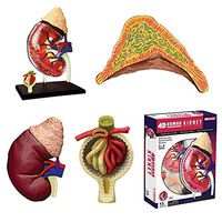 LXX Human Kidney Organ Anatomy Model - Life-Size Organs Anatomical Model - 41 Detachable Organs and Body Parts Medical Teaching Model - for Medical Educational Training Aid