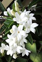 Stephanotis floribunda Madagascar jasmine vine rare fragrant flower seed 5 SEEDS