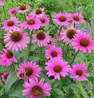 Echinacea Purpurea Root, Powder. - Wild Crafted - Echinacea purpurea (454g = One Pound) Brand: Herbies Herbs