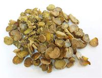 Yan Hu Suo Chinese Herb | Corydalis Rhizome Tuber | Herb for Pain Relief, Medicinal Grade Chinese Herb, 1 Pound - Plum Dragon Herbs