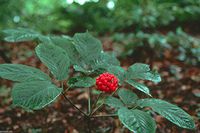 10 Seeds Chinese Ginseng - Panax Ginseng Seeds, No Scarification required- Ready To Plant
