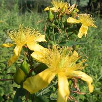 Great St. John's Wort 4000 Seeds Hypericum pyramidatum #GS04