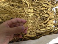 200 Grams (7 oz.) Dry Transplant Wild Ginseng Root 10-15 Years Relative Integrity