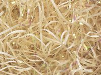 12oz Vanilla Cream Iridescent Cello VERYFINE Fine Cut Gift Basket Shred Paper Filler