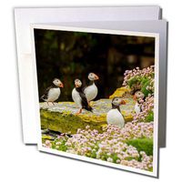 3dRose Europe, Scotland, Shetland Islands. Atlantic Puffins On Ledge. - Greeting Cards, 6" x 6", Set of 6 (gc_228103_1)