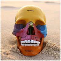 LXX Human Color Skull Model - 1:2 Anatomy Human Skull Model Disassembled 17 Parts Color Skull Anatomical Model Medical Simulation - for Medical Educational Training Aid