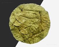globalproductsofindianorigin set of 50 peepal tree leaf plate pattal dona bowl disposable compostable ecofriendly 11 inch around all occasion indoor outdoor birthday party house wedding langar picnic