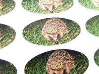 Minilabel Pack Of 30 , Hedgehog Seals , 51X25mm Oval Seal Labels, Stickers For Gift Wrapping, Presents, Envelopes, Bags Or Cards