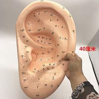 WellieSTR Amplification 40cm Large Medical Ear Massage Acupuncture Model Ear Reflex Zone Model Ear Acupuncture Point Chinese Medical Model