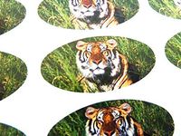 Minilabel Pack Of 30 , Tiger Seals , 51X25mm Oval Seal Labels, Stickers For Gift Wrapping, Presents, Envelopes, Bags Or Cards
