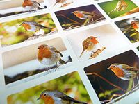 Pack of 24 Robin Self-Stick Envelope Seal Labels, Colorful British Garden Birds Wildlife Stickers for Cards, Craft, Decoration