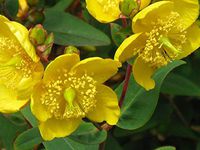 Home Comforts St John's Wort Hypericum Yellow Blossom Bloom Vivid Imagery Laminated Poster Print 11 x 17