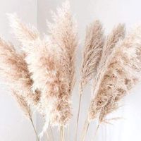Bundle of Large Fluffy Dried Pampas Grass Decor/Dried flower Wedding Design