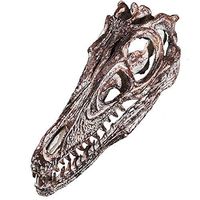 LXX Dinosaur Skull,Resin Fossil Model Collectibles Simulation 1:1 Gray Handmade Dinosaur Skull Model Home Bar Aquarium Decor Crafts