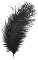 ZUCKER B802-B Ostrich Feathers 2/Pkg-Black