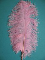 1 Pcs OSTRICH FEATHER - OSTRICH PLUMES (Light Pink)