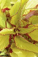 Coleus 30 Seeds -Wizard Pineapple A.k.a Flame Nettle, Painted Nettle by wbut2023