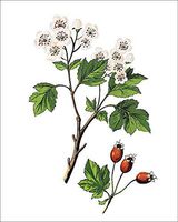 Media Storehouse 10x8 Print of Crataegus laevigata, Known as The Midland Hawthorn, English Hawthorn (18294557)