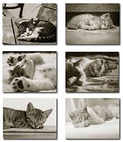 Sleeping Kitten Greeting Cards - Blank on the Inside - Includes Cards and Envelopes - 6 Unique Designs - 5.5"x4.25" (24 Pack)