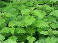 Nettle Leaf Cut&Sifted - Wildcrafted - Urtica dioica et urens (454g = One Pound) Brand: Herbies Herbs