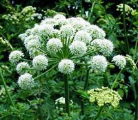 Risalana 100 Female Ginseng Dong Quai Chinese Angelica Sinensis Medical Herb Seeds