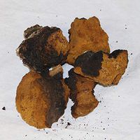 Glacier Wear Genuine Wild Chaga Mushroom Dried (One Pound)