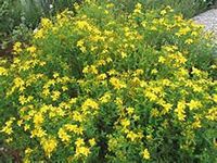1000 Seeds St. John's Wort