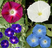 Day and Night Blooming Morning Glory Vine Seed Mix - 625 Seeds, or 1 Ounce - Includes Moonflower Vine - S23