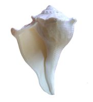 IndianStore4All Dakshinavarti Shankh - Right Handed Conch 3-4 Inches Approx