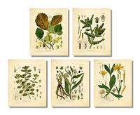 Ink Inc. Medicinal Therapeutic Herbalism Herb Vintage Botanical Art Prints, Set of 5, Arnica, Comfrey, Horehound, Thistle, Witch Hazel, 8x10 Matte Unframed