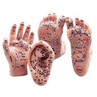 SUAI TCM Reflexology Feet + Ears + Hands Human Body Reflex Zone Model Feet Acupuncture Model