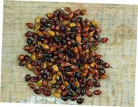 HRE 50 Pcs Fresh Seeds Multi Color Broom Corn - RK33