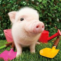 Meidexian888 DIY 5D Diamond Painting,Embroidery Paintings Rhinestone Pasted DIY Diamond Painting Cross Stitch Full Diamond (C)