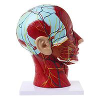 Jiulonerst-Human Anatomical Half Head Face Anatomy Medical Brain Neck Median Section Study Model for Teaching