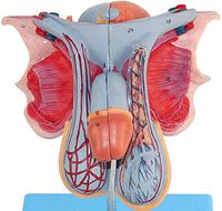 LXX Male Reproductive Model - Anatomical Human Body Model Male Genital Organs Model Human External Genital Anatomical Model - Medical Training Aid