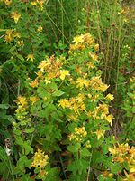 Home Comforts St John's Wort Medicinal Herbs Wild Herb Wild Herbs Vivid Imagery Laminated Poster Print 24 x 36