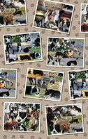 Photo Collage - Border Collie Wrapping Paper