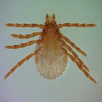 Rhipicephalus sanguineus, w.m. Microscope Slide