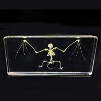 Real Bat Skeleton Specimen in Acrylic Block Paperweights Science Classroom Specimens for Science Education（5.5x2.5x1 Inch）