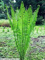 TN Ostrich Glade Fern 10 Rhizome/Root- (Matteuccia struthiopteris)