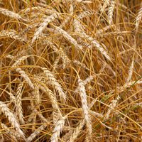 Fiber-Iffic (Fiber Supplement)