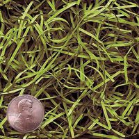 6oz Bag Green Tea VERYFINE Fine Cut Gift Basket Shred Paper Grass Filler Bedding nfLG -469