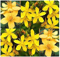 Cutdek ST. John's Wort Flower Seeds - Hypericum perforatum ~ Traditional Mood Lifter - Zone 2-10 (1/8 oz)