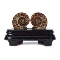 JUST IN STONES Natural Ammonite Pair Fossil Stone Specimen with Wood Stand Madagascar