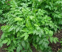 Portal Cool Seeds: Rare Ukrainian Organic Valerian Root 50 Seeds"Valeriana Officinalis" Sedative