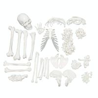 Full Size Disarticulated Skeleton Model, 62'' Model Height, 3 part Skull with Movable Jaw, Anatomy Skeleton, Human Skeleton Model.