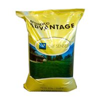 Barenbrug 50 lb. Panterra V OverSeeding Rye Grass Seed
