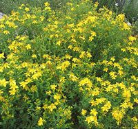 St. John's Wort ( Hypericum Perforatum ) 1000 seeds anti depression herb