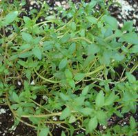 Thyme - white 100% Pure Essential Oil 100ml